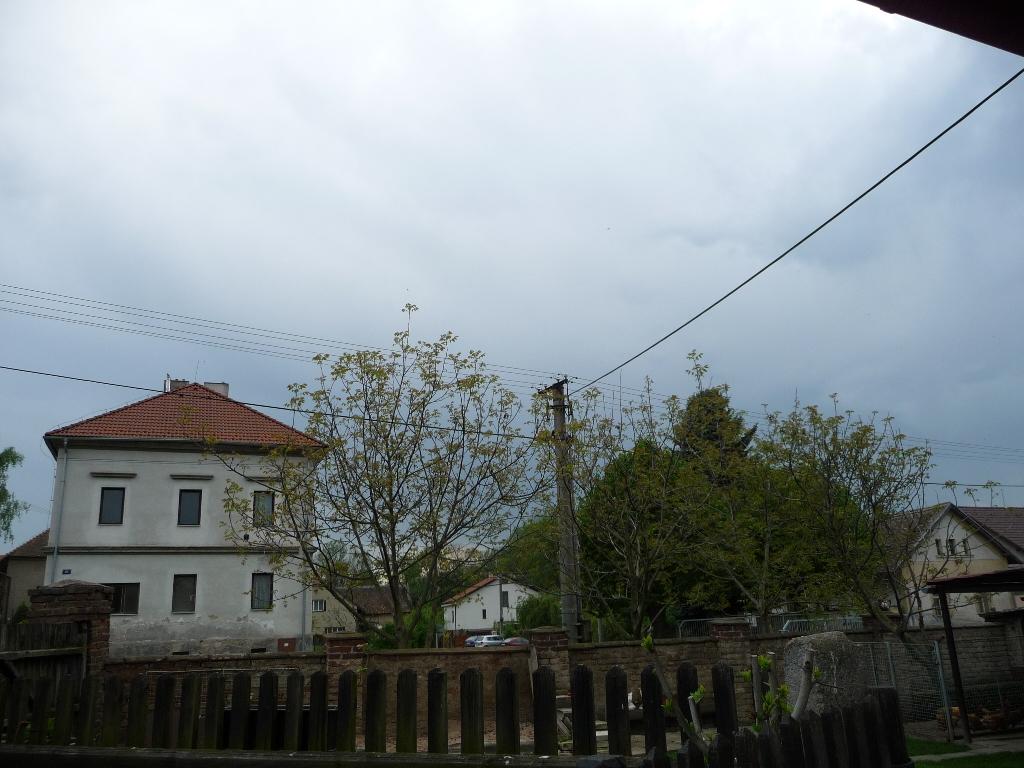 Třibřichy
